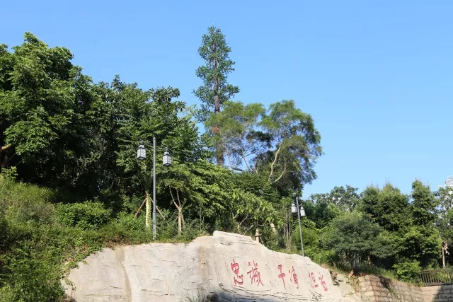 各地美丽的仿生树通讯塔